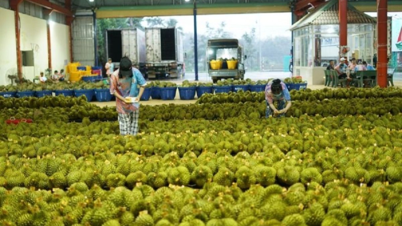 Durian.jpeg